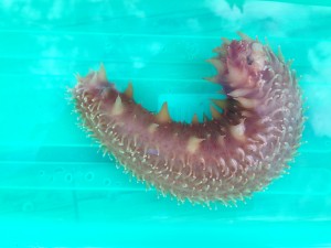 Sea cucumber Gabriola